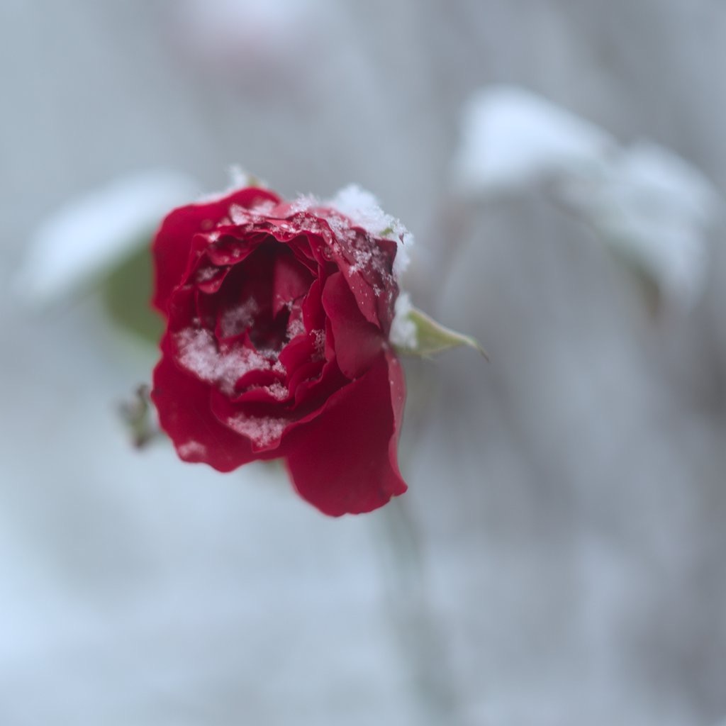 Red Rose I